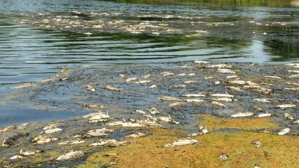 DESASTRE. Millones de litros de vinaza arrojados al canal Este provocaron una enorme mortandad de peces. FOTO ARCHIVO