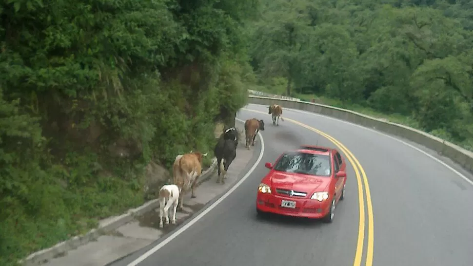 Los animales sueltos se cruzan en la ruta a los Valles y representan un peligro para el tránsito