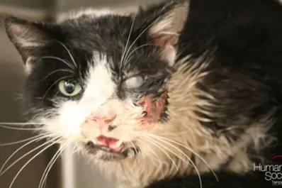 Aparición de un gato “Zombi” causa sorpresa