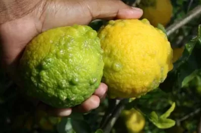 El HLB se encuentra en muchas zonas de América