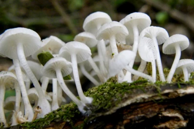 Descubren nuevos tipos de hongos en la zona de Yungas