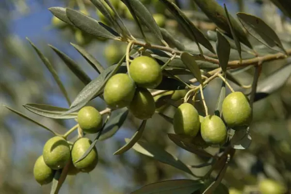 Agricultura destina 19 millones de pesos para asistir a pequeños productores de La Rioja