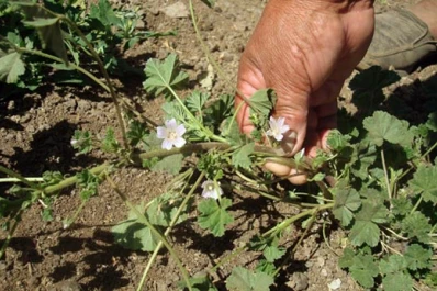 Rescatan el “vademécum medicinal” de los mapuches