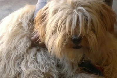 Entraron a robarle y se llevaron hasta el perro