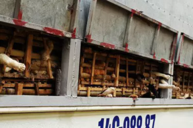 Autoridades vietnamitas enterraron a miles de gatos, destinados a restaurantes