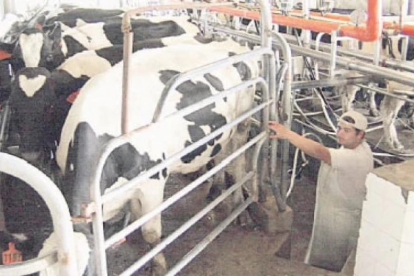 Caería por tercer año la producción de leche