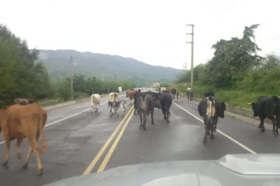 En Tafí del Valle, los animales se adueñaron de las rutas