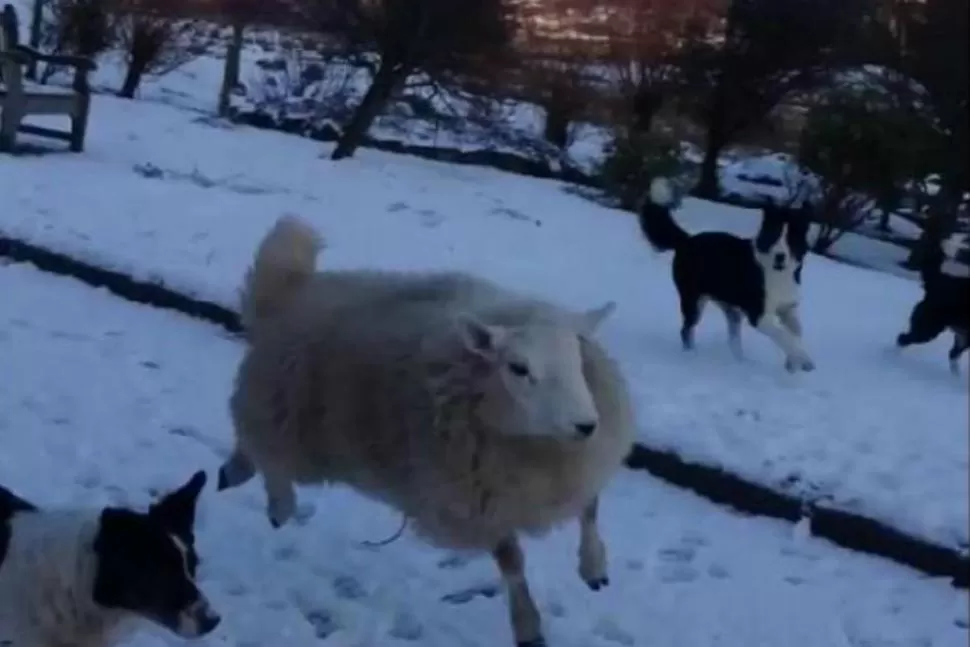 La increíble historia de Pet, la oveja que se cree perro