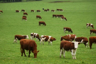 El brasileño es más competitivo