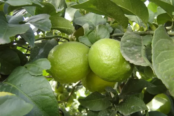 Preparan el primer simposio sobre cítricos en Concordia, Entre Ríos