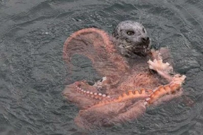 Salvaje pelea entre un pulpo gigante y una foca que quería comerlo