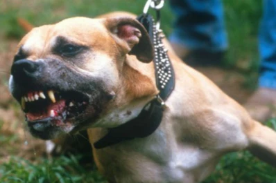 Un pitbull mató a una anciana en Córdoba
