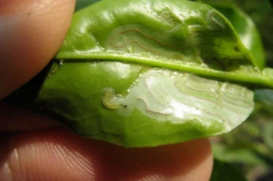 Recomiendan proteger la fruta cítrica en la fase final de producción