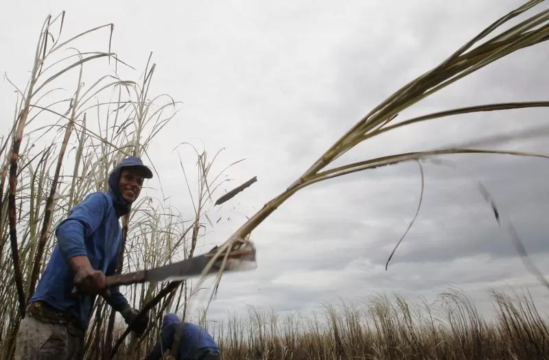 OBJETIVO. Las autoridades ministeriales buscan la forma de agregar valor a la producción cañera de los pequeños agricultores tucumanos. archivo