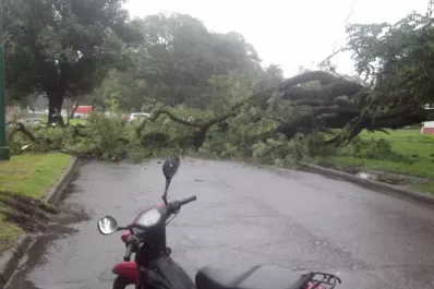 Fuertes vientos provocaron la caída de árboles