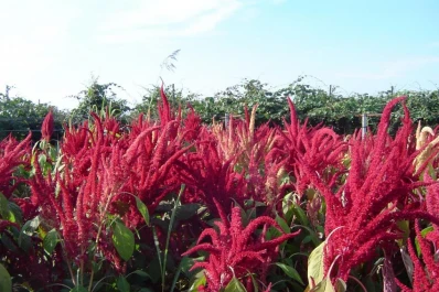 Hay especies de plantas de uso múltiple en peligro de extinción