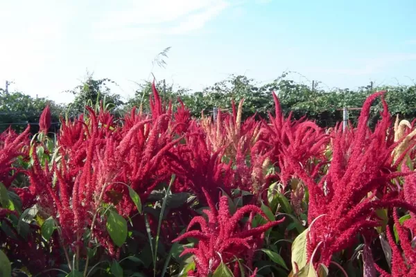 Hay especies de plantas de uso múltiple en peligro de extinción