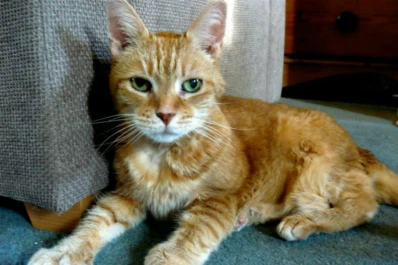 Natasha, la gata con 24 dedos que enamora a todos en Nueva York