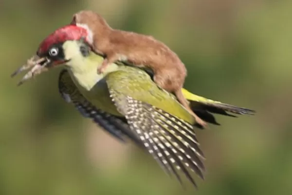 La foto de un pájaro y una comadreja causa furor en las redes