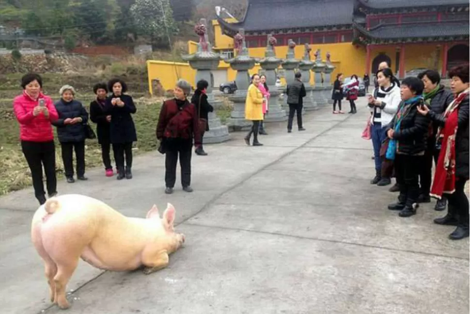Increíble: un cerdo se arrodilla durante horas frente a un templo budista