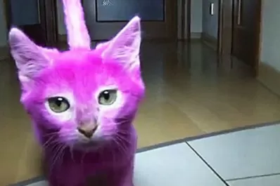 Una artista rusa tiñó a su gato de rosa y causó una gran polémica
