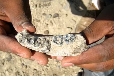 Hallaron los restos del humano más antiguo