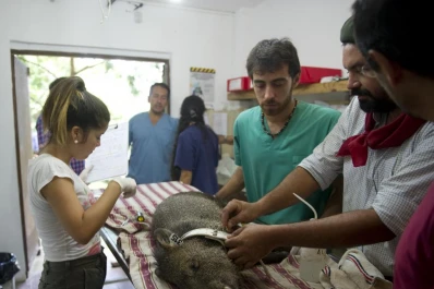 Diez pecaríes que vivían en Horco Molle viajaron hasta los Esteros del Iberá