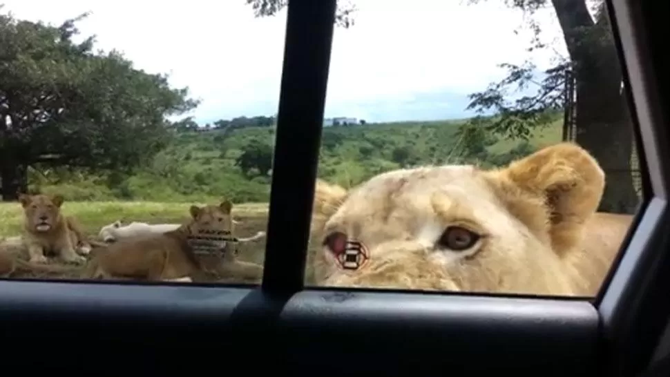Filmaban leones desde su auto y uno de ellos les abrió la puerta