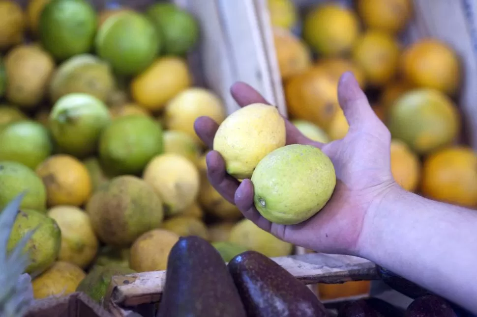 COMERCIALIZACIÓN. Por la calidad, volumen y profesionalismo en las ventas, quieren que el limón tucumano ingrese directamente a los supermercados rusos.   