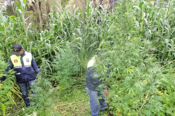 Encontraron una plantación  de marihuana en Tafí del Valle