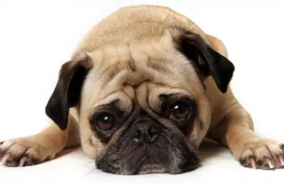 La tierna reacción de una perrita al ver a su dueño luego de dos años