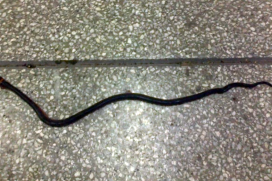 Denuncian el hallazgo de una serpiente en el aeropuerto