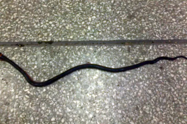 Denuncian el hallazgo de una serpiente en el aeropuerto