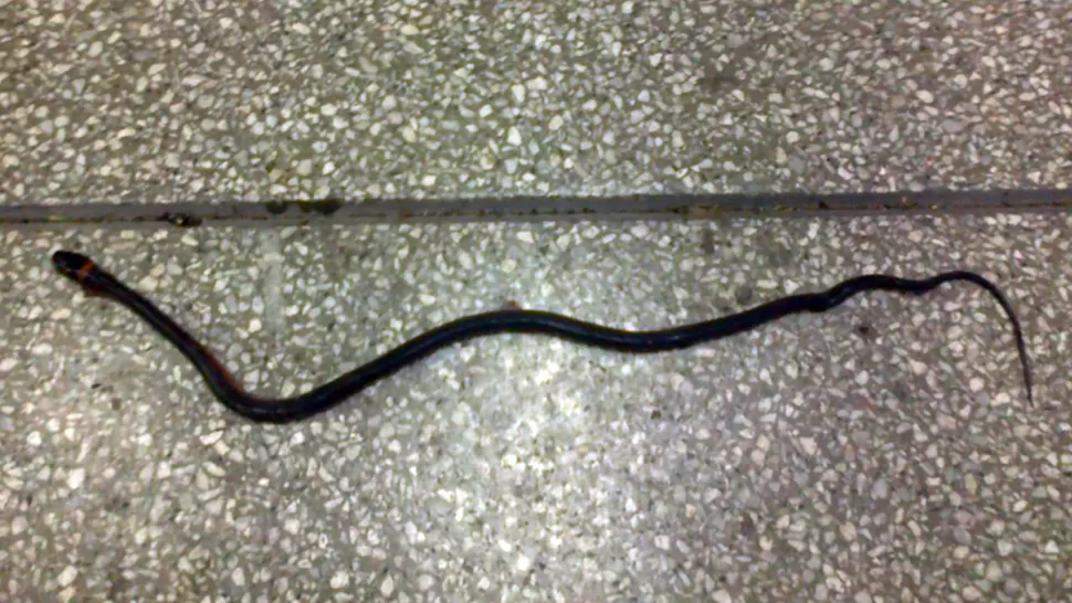 Denuncian el hallazgo de una serpiente en el aeropuerto