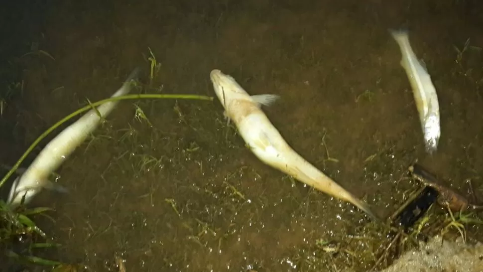 PRUEBAS. Pejerreyes de todo tamaño aparecieron flotando en la costa. FOTO DE LG Whatsapp