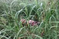 Tratan de identificar el cuerpo de la mujer encontrada al costado de la ruta 157