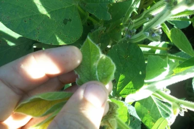 “Hay menos presión de ‘picudo negro’, pero se  están acentuando las Enfermedades de Fin de Ciclo”