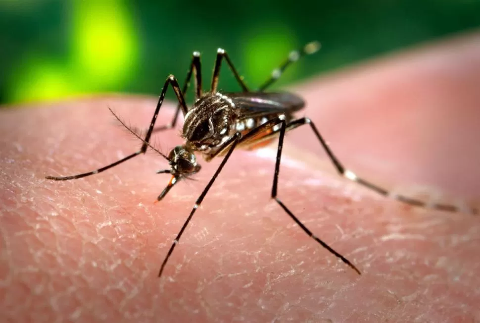AEDES AEGYPTI. El mosquito transmisor del dengue vive en zonas urbanas y la población debe combatirlo. thestar.com