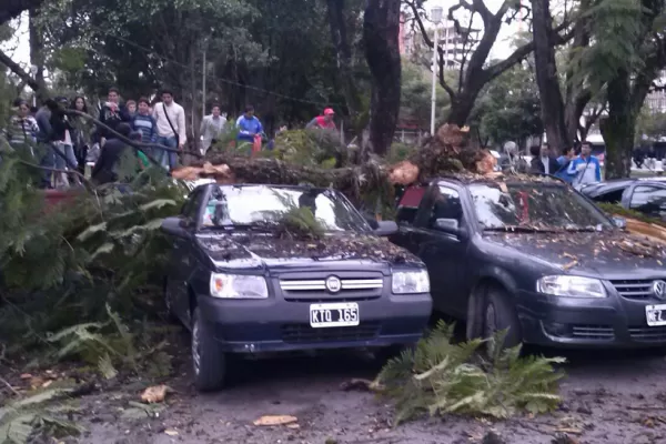 Un árbol cayó en la plaza Alberdi y dañó a varios autos