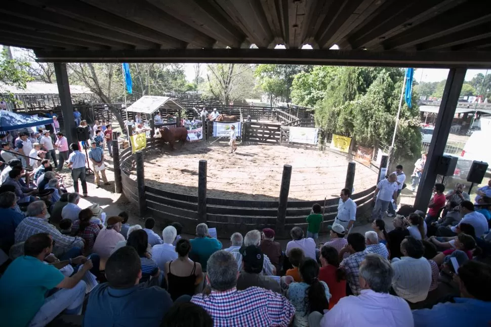 EXPO RURAL. Todos los años, la Jornada Ganadera que organiza la Sociedad Rural de Tucumán es una de las visitas obligadas para los ganaderos del NOA.   