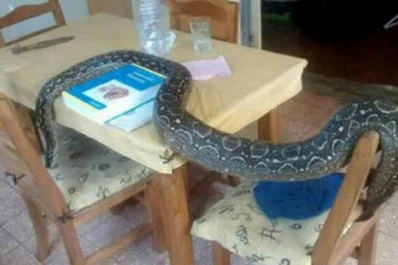 El dueño de la boa Margarita confiesa que la extraña