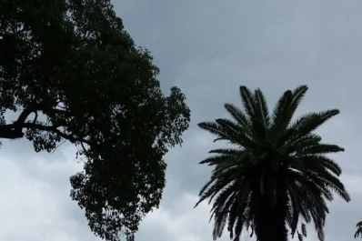 Quisieron ahuyentar insectos con fuego y terminaron quemando una vieja palmera