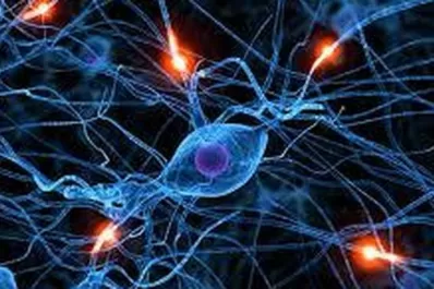 ¿El cerebro funciona como internet?