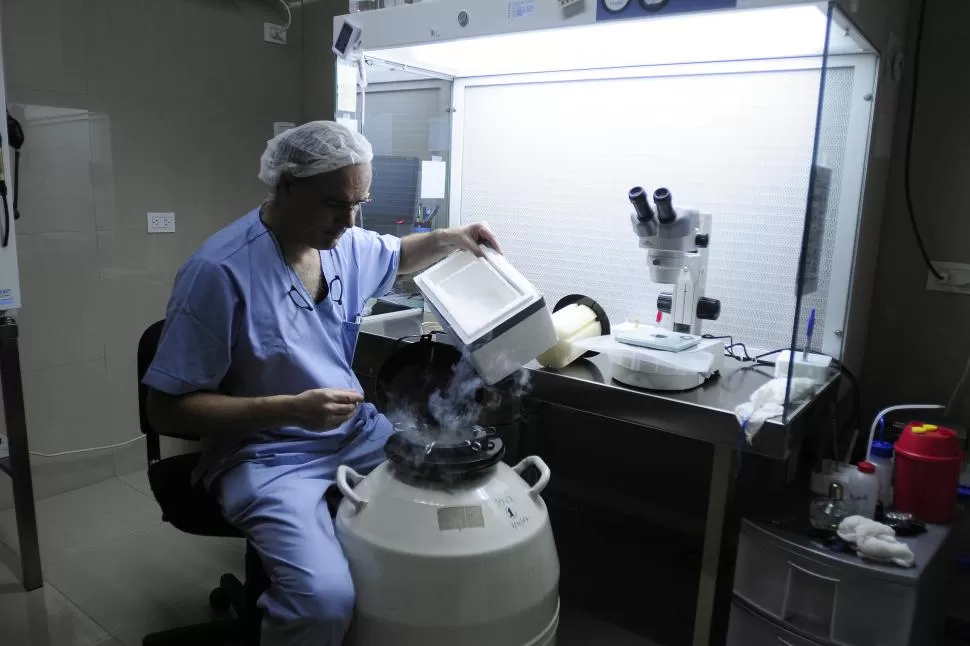 TÉCNICA DE VITRIFICACION. El embriólogo doctor José Ojeda guarda las muestras de óvulos en un tanque de nitrógeno a 196 grados bajo cero. la gaceta / foto de analía jaramillo
