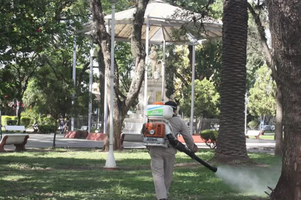 Retirarán 12 árboles añosos de la plaza Alberdi