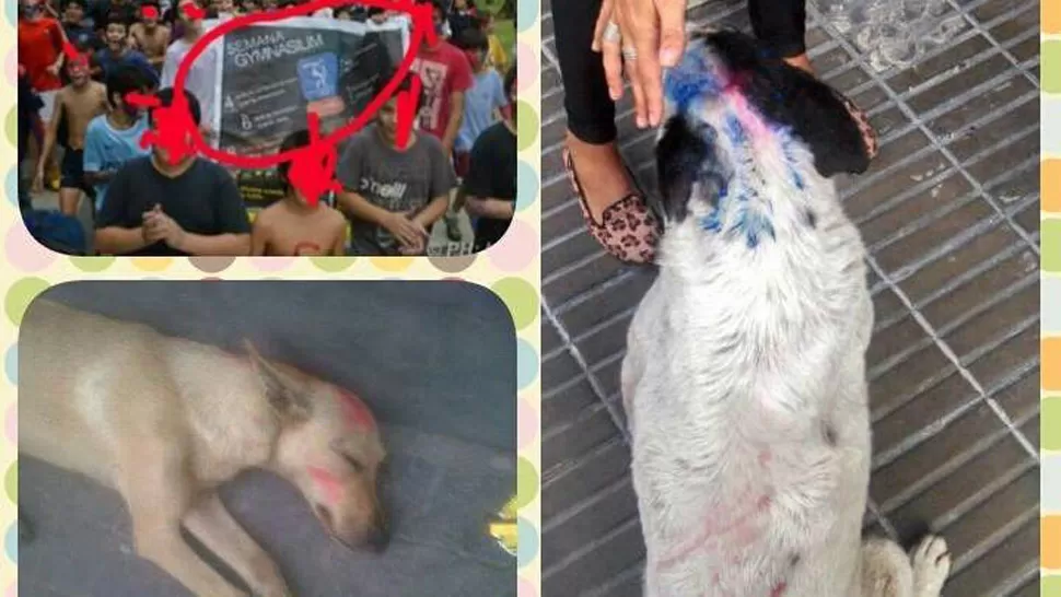 POLEMICA. Los perros pintados generaron una denuncia, los alumnos desmienten que hayan sido maltratados. FOTO PUBLICADA EN CHANGE.ORG POR MARIANA NAHIR VIDAL