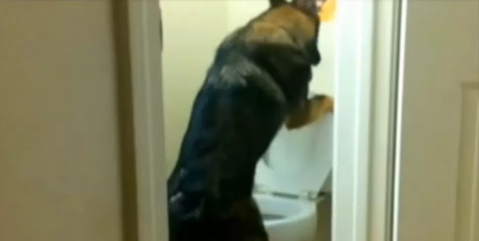 El perro que es sensación por usar el baño para sus necesidades