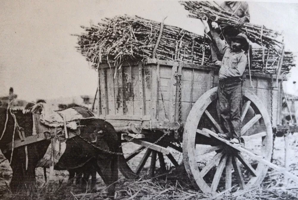 ANTIGUA COSECHA. Un pelador acondiciona las cañas en un carro tirado por mulas, en esta foto de la década de 1930.  la gaceta / archivo