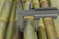 Presentan  nueva variedad de caña