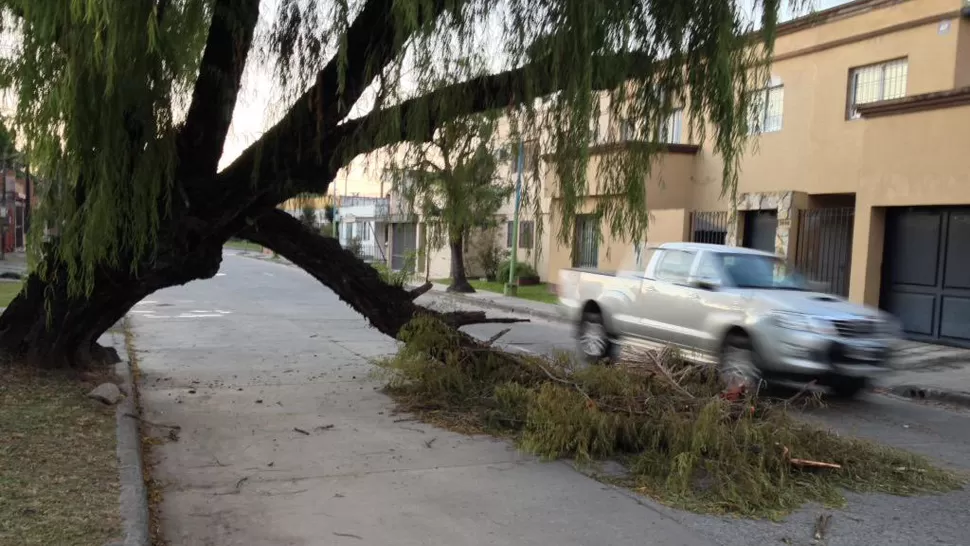 Parte de un árbol obstruye una calle hace una semana